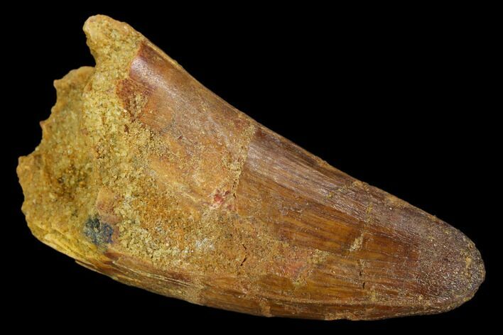 Fossil Crocodile (Elosuchus) Tooth - Morocco #127163